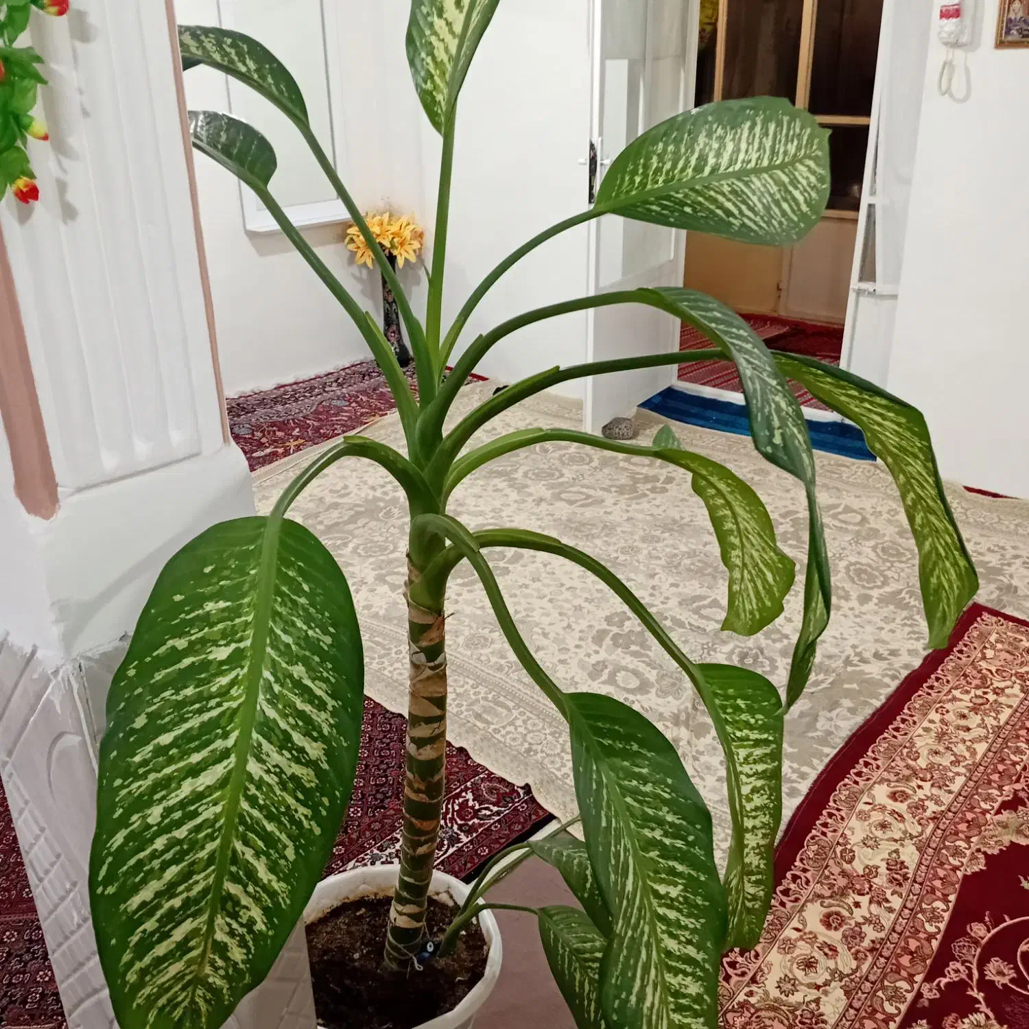 گل دیفن|گل و گیاه طبیعی|صالح آباد, |دیوار