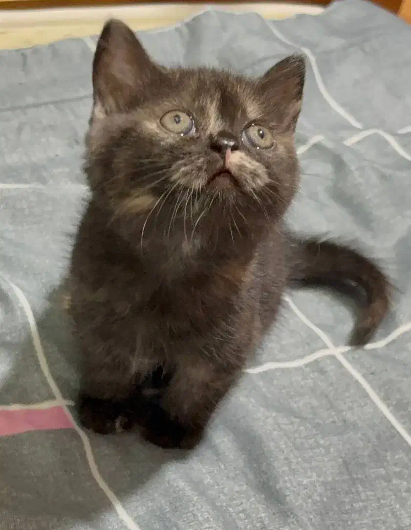 گربه بریتیش|گربه|گنبد کاووس, |دیوار