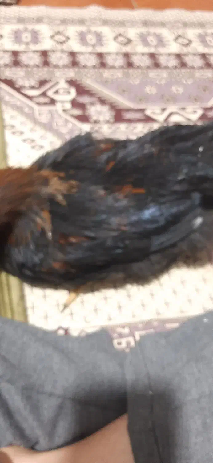 مرغ سیاه ۶ماهه|حیوانات مزرعه|گلستان (تهران), |دیوار