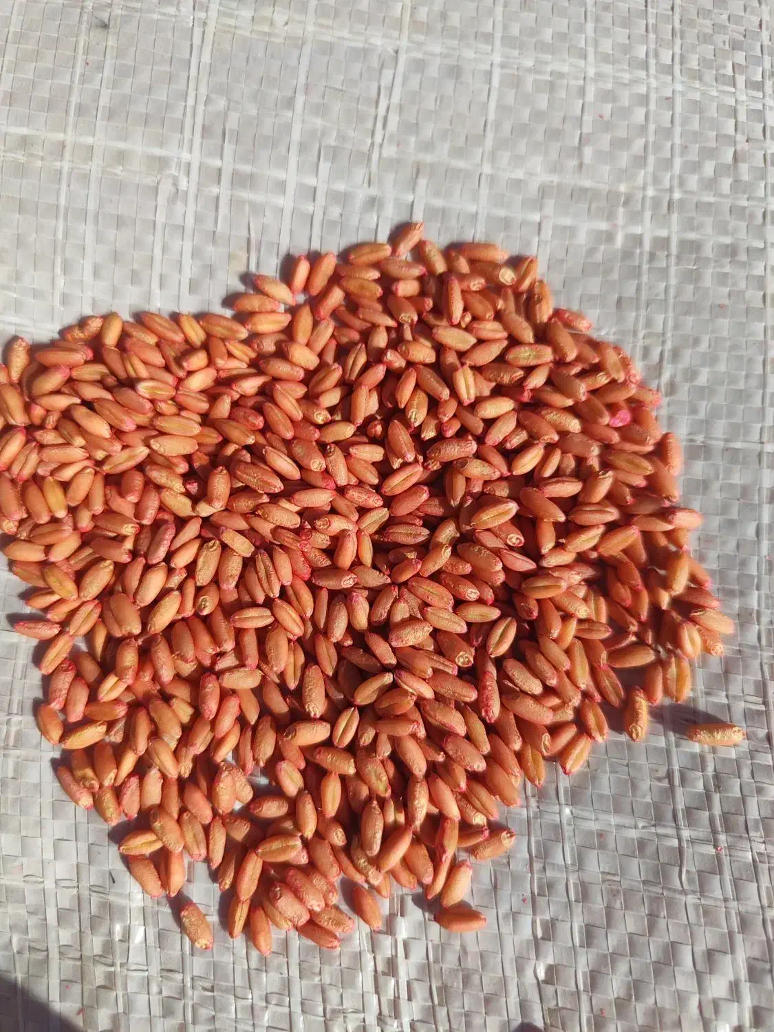 گندم بذری مادر باران بوجاری شده|خوردنی و آشامیدنی|خرقان, |دیوار