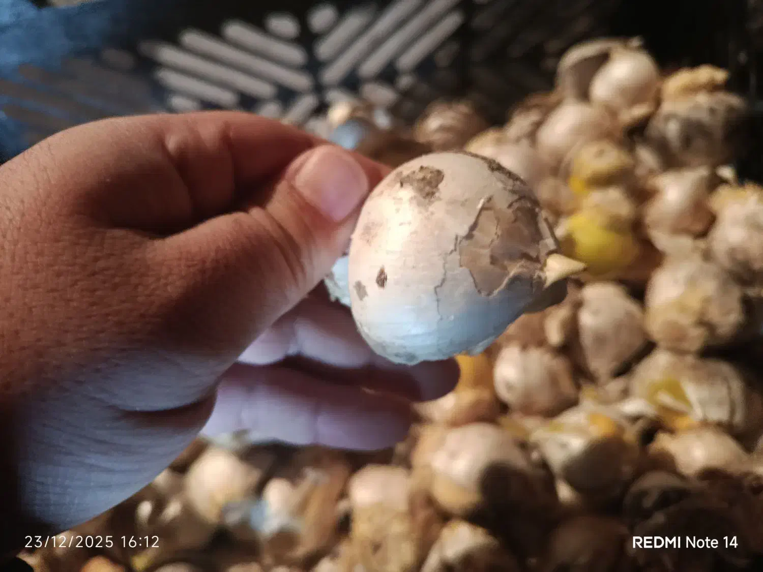 موسیر کوهی|خوردنی و آشامیدنی|دهگلان, |دیوار