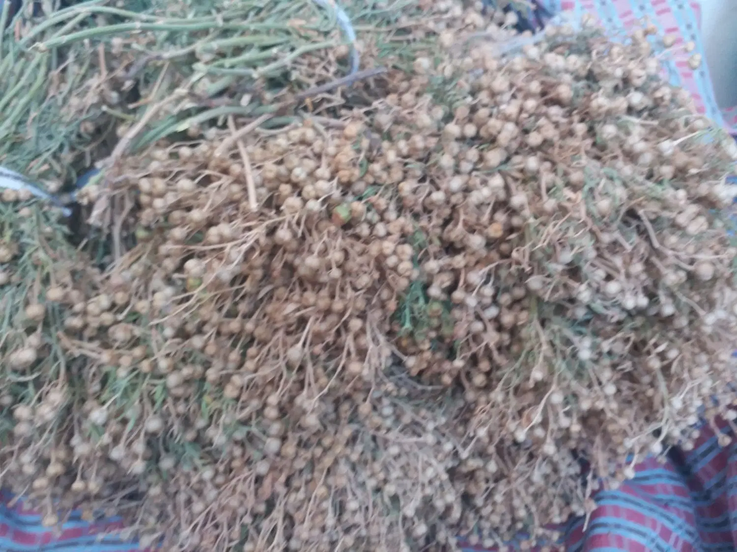 اسپند|گل و گیاه طبیعی|محمدشهر, محمدشهر|دیوار