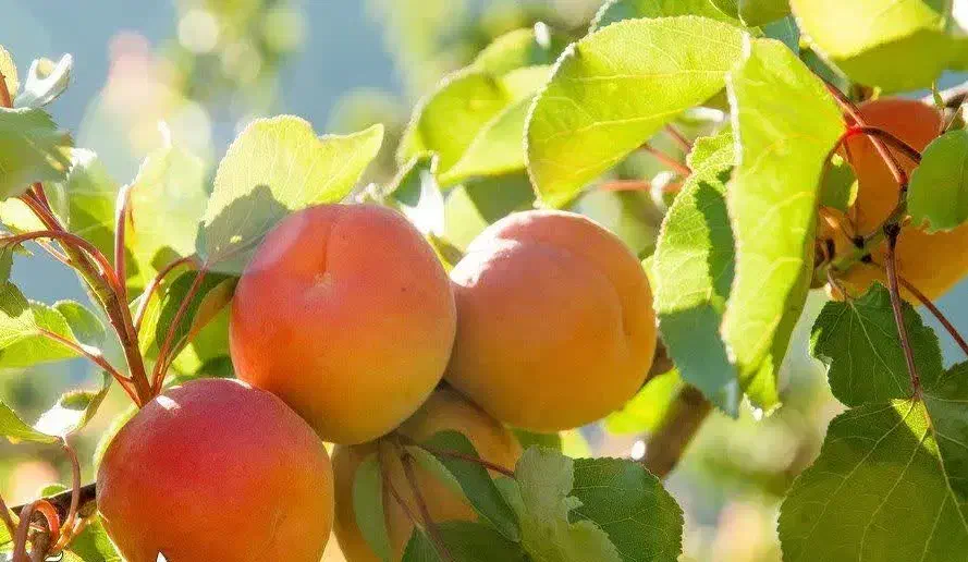 پیش فروش نهال زردآلو کشاورزی|خدمات باغبانی و درختکاری|آبگرم, |دیوار