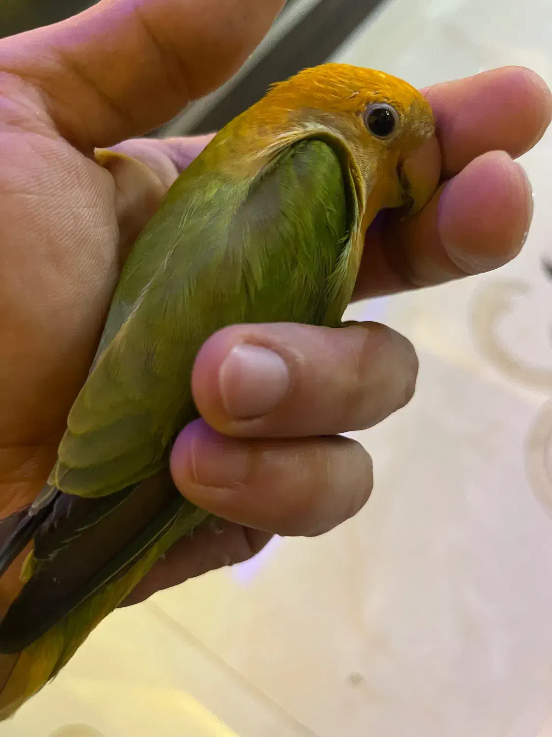 طوطی برزیلی|پرنده|کازرون, |دیوار