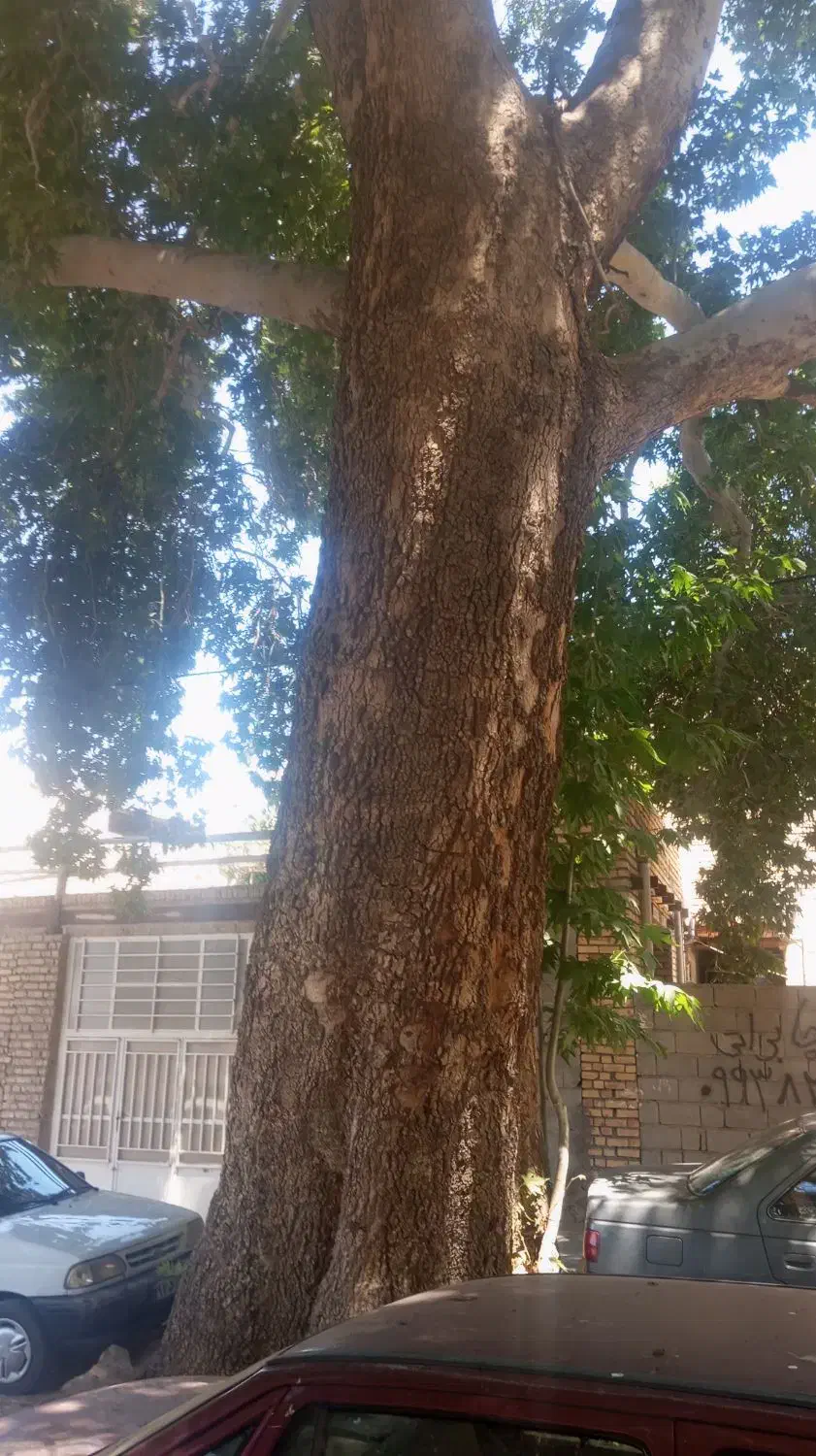 خرید چوپ|خدمات باغبانی و درختکاری|بجنورد, |دیوار