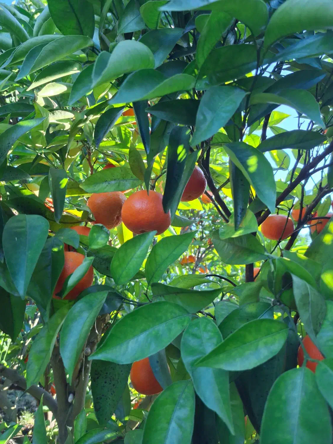 پرتغال تامسون سر باغ برگ چین|عمده‌فروشی|بهنمیر, |دیوار