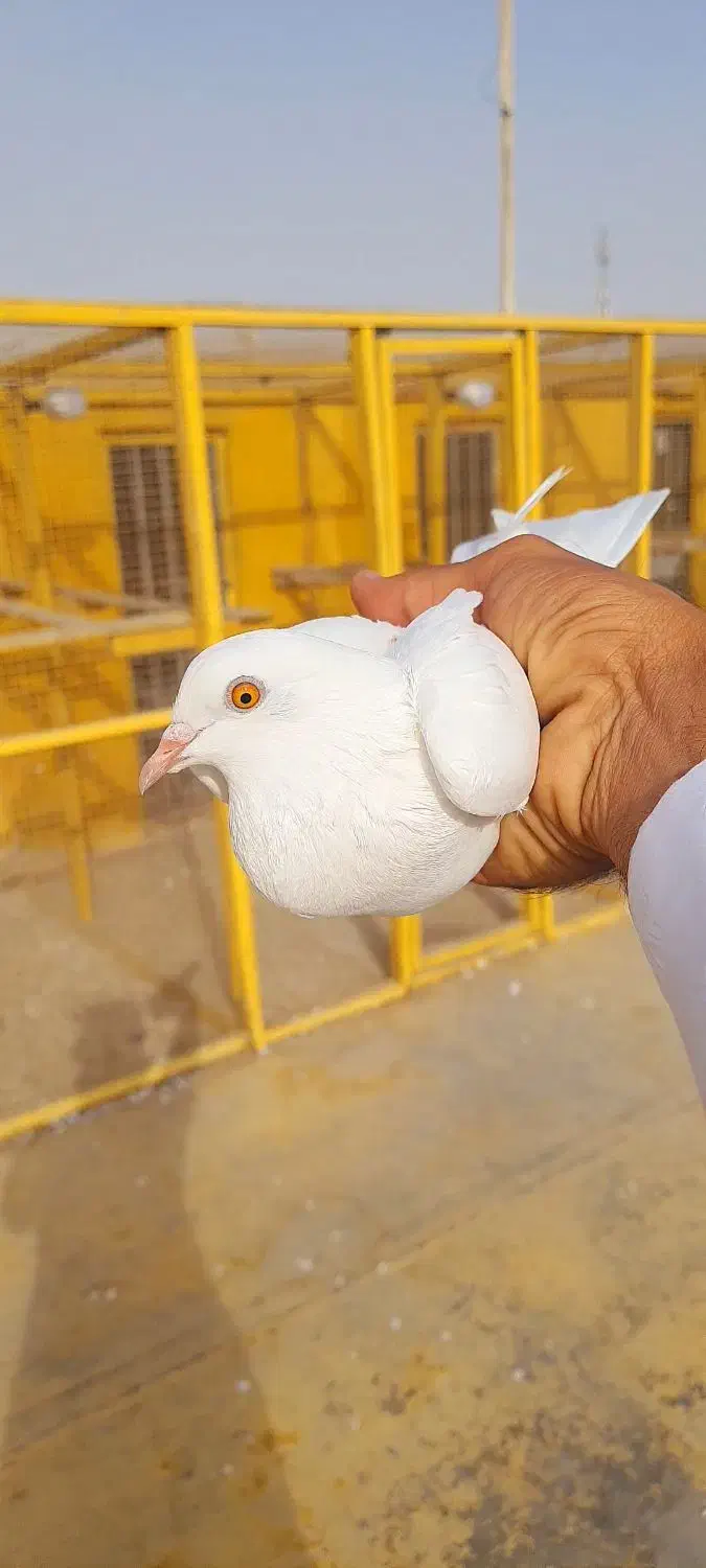 کبوتر پاکستانی|پرنده|چابهار, |دیوار