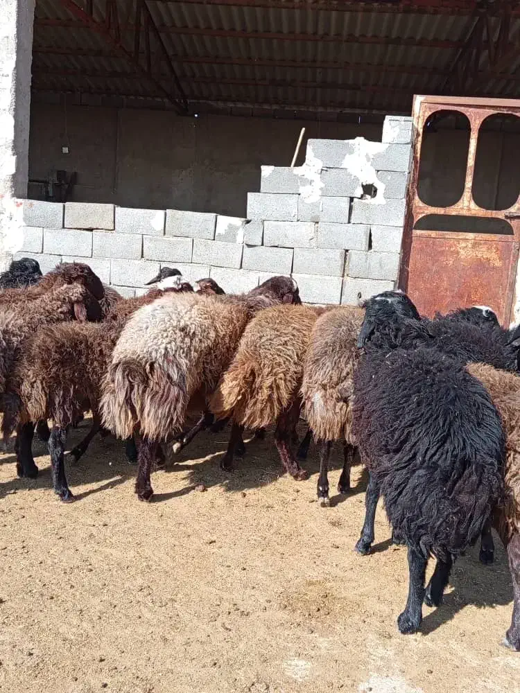 بره قوچ ژن دار همو و هترو|حیوانات مزرعه|ارسنجان, |دیوار