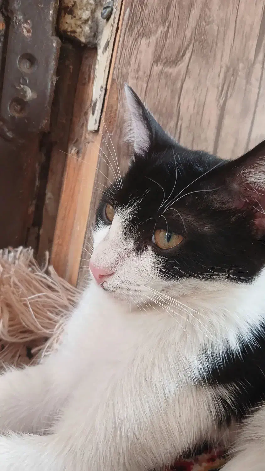 گربه واگذاری فوری|گربه|ارومیه, |دیوار