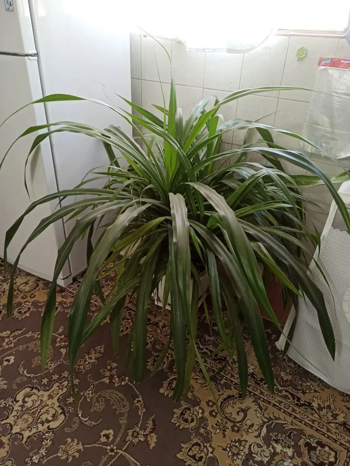 گل پاندانوس سایز بزرگ|گل و گیاه طبیعی|سبزوار, مدرس|دیوار