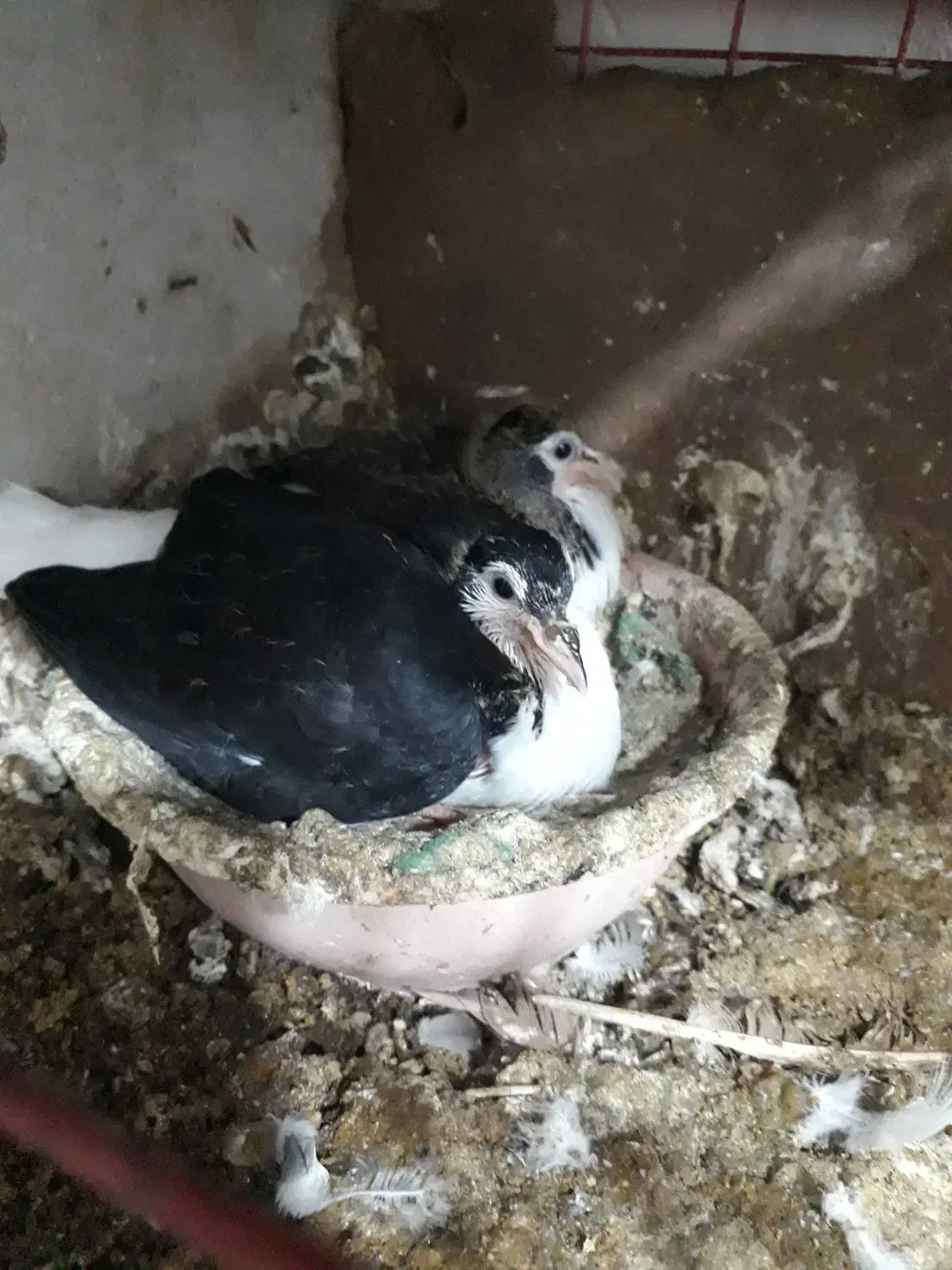 یک جفت ساده به همراه جوجه|پرنده|گنبد کاووس, |دیوار