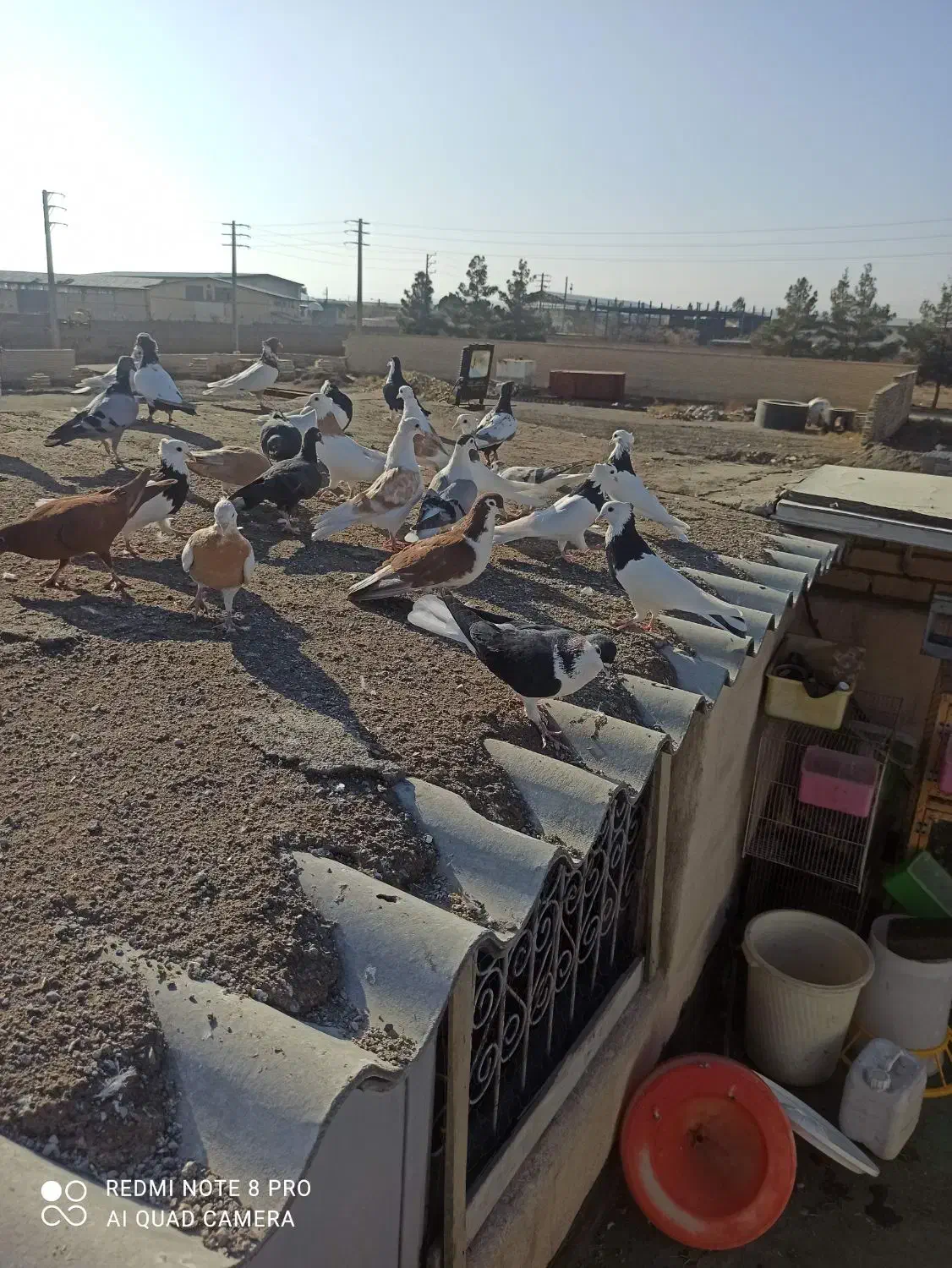 جوجه رنگه پرشی|پرنده|مشهد, شهرک صنعتی توس|دیوار