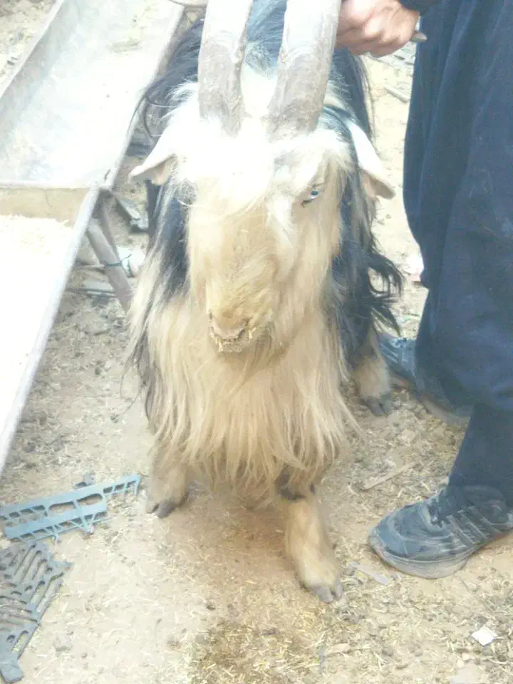 پازن فروشی|حیوانات مزرعه|لردگان, |دیوار