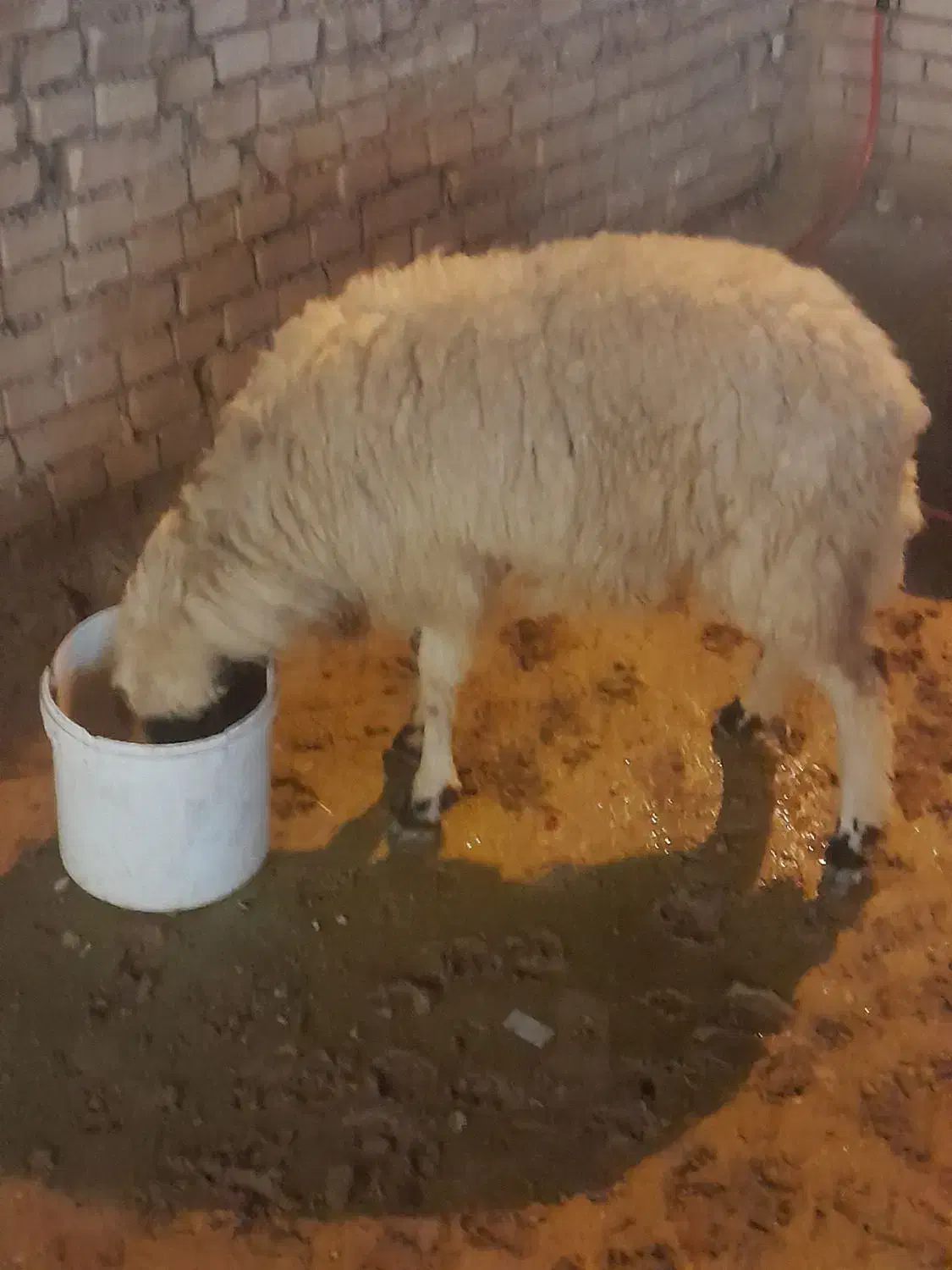 حمیدیه|حیوانات مزرعه|حمیدیه, |دیوار