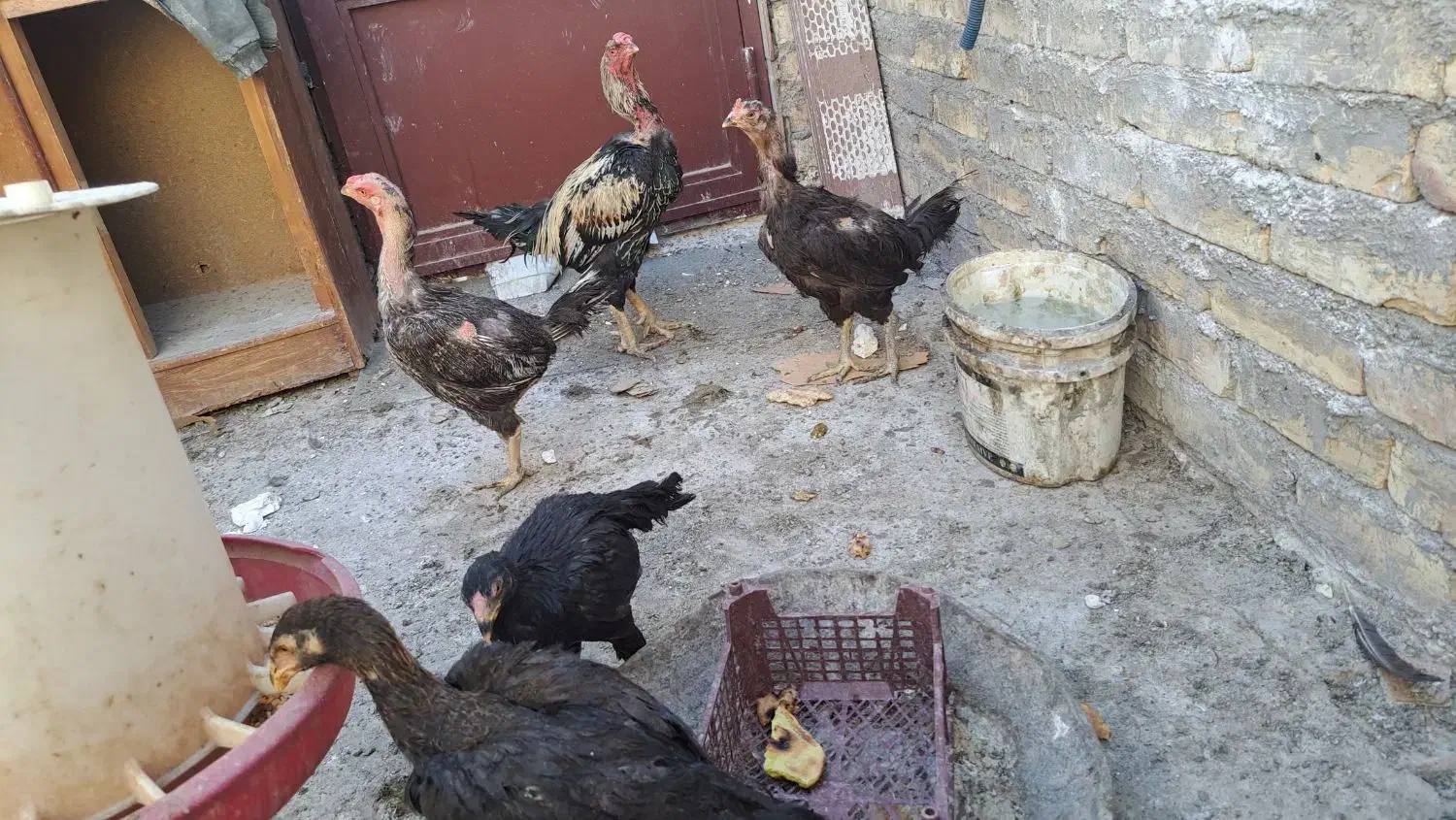 مرغ و خروس لاری|حیوانات مزرعه|قم, شهرک مهدیه (مدرس)|دیوار