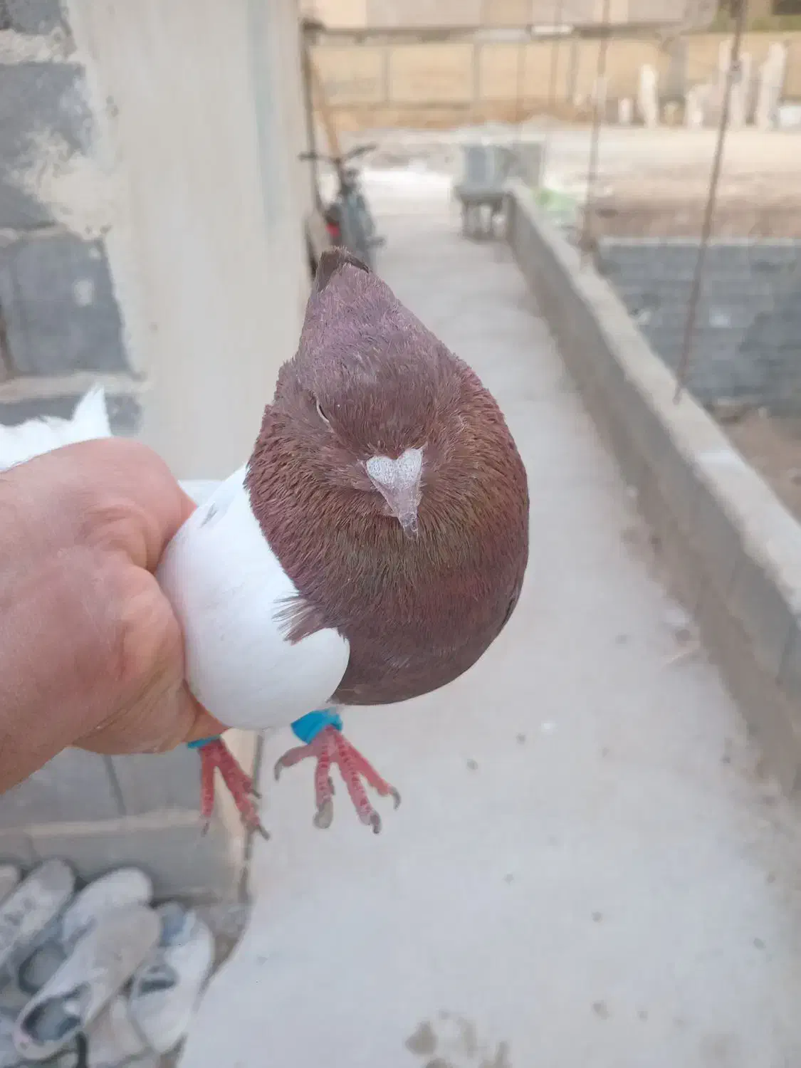 کبوتر کله دار|پرنده|مرودشت, پشت سایپا‎|دیوار