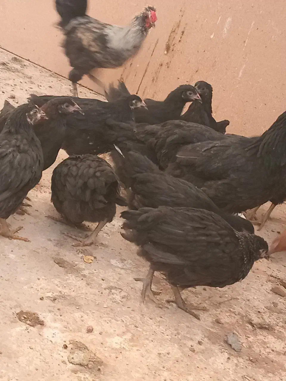 مرغ سیاه|حیوانات مزرعه|پاکدشت, پاکدشت (مامازند)|دیوار