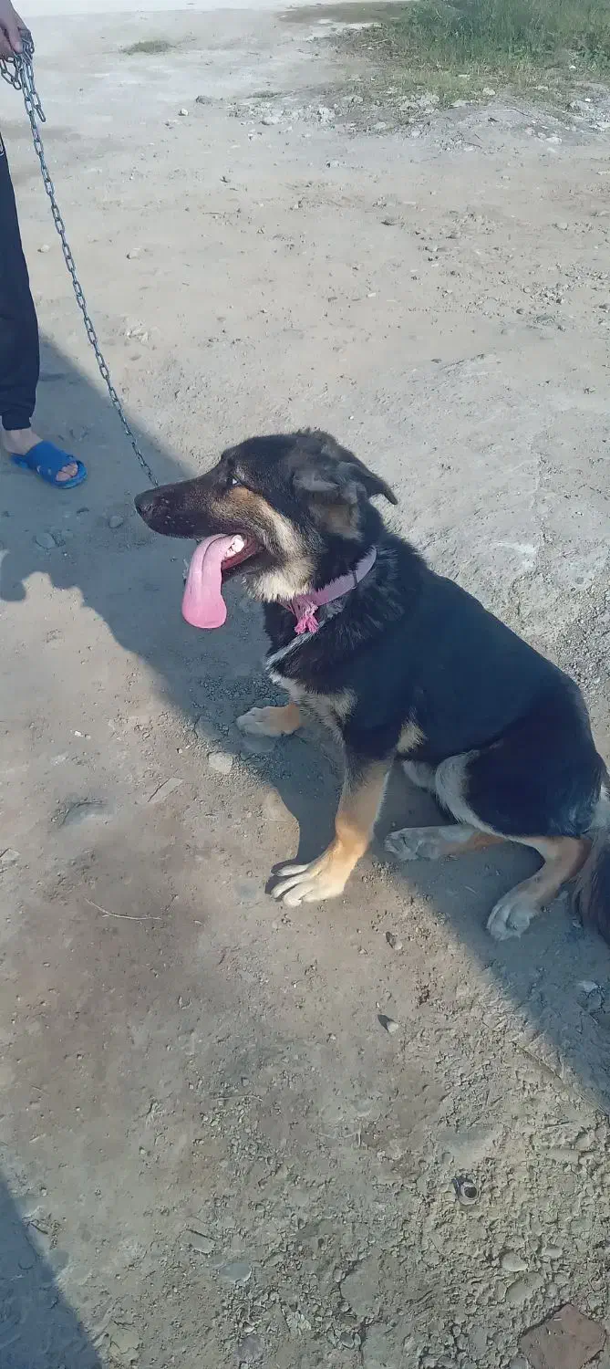 سگ نگهبان|سگ|رشت, آب و برق|دیوار