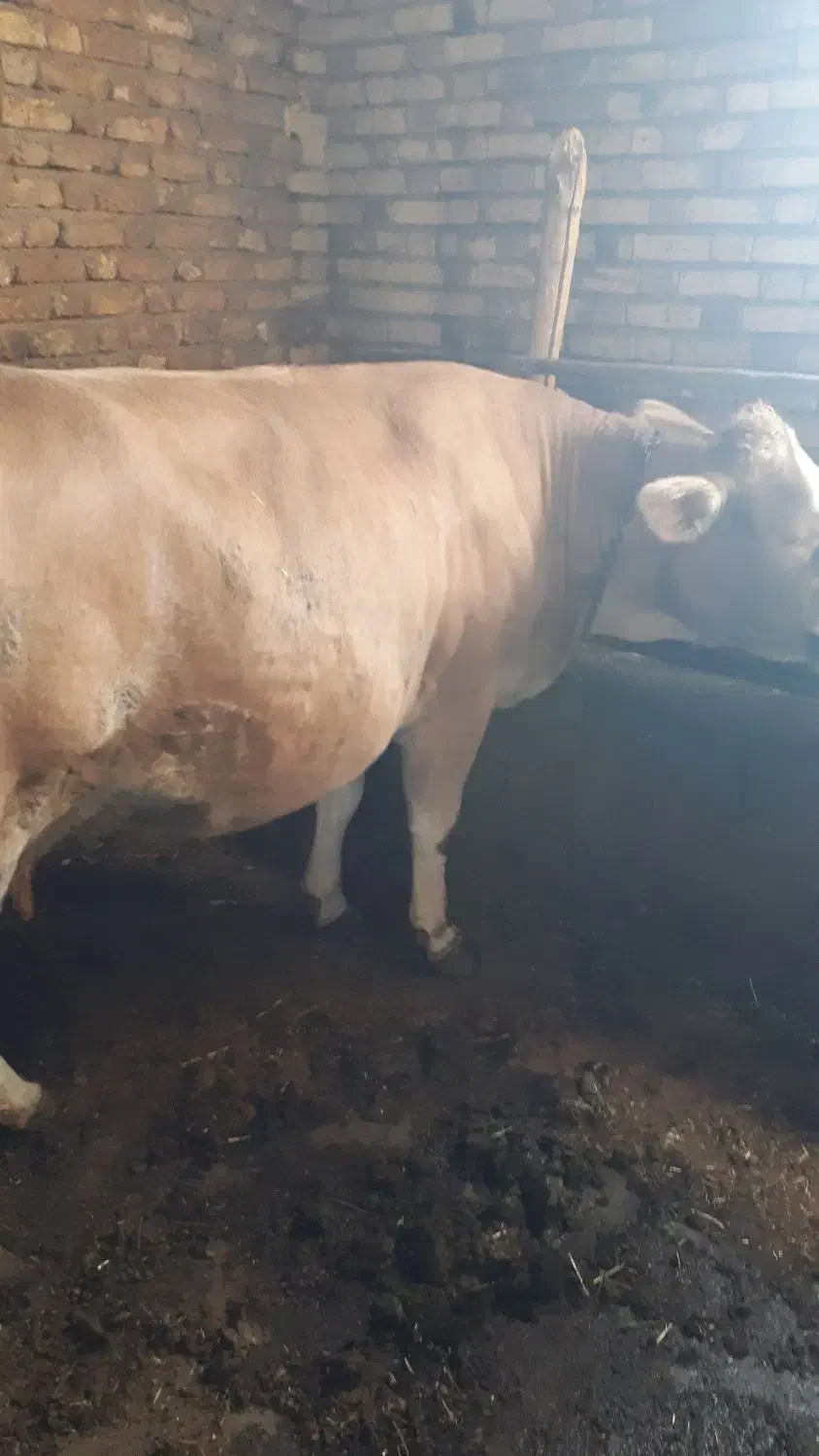 گاو|حیوانات مزرعه|سیلوانه, |دیوار