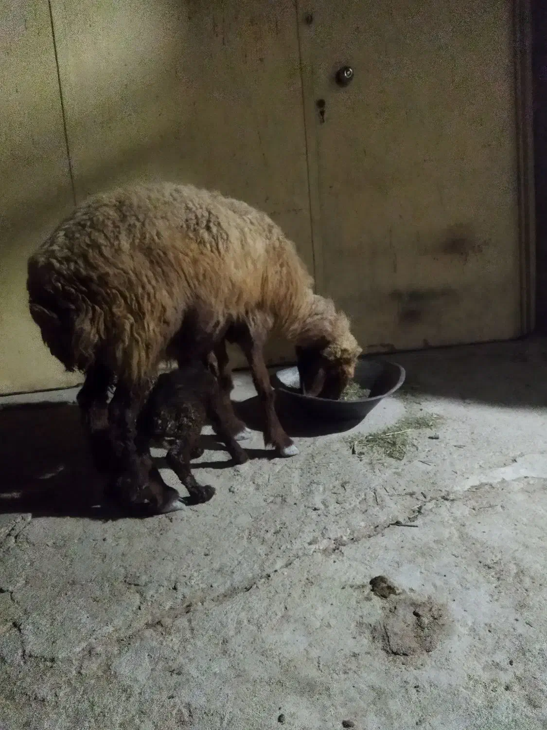 میش بره دار|حیوانات مزرعه|آبپخش, |دیوار