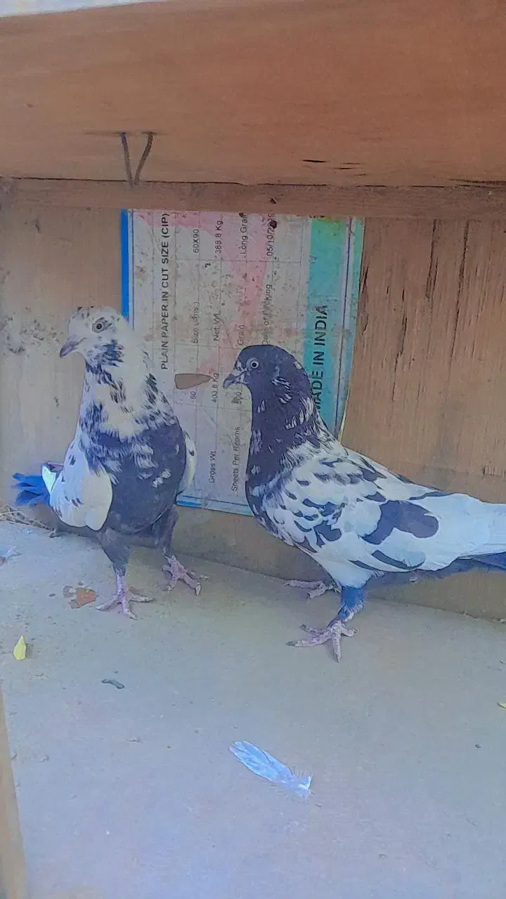سلام پنج عدد کبوتر سالم سرحال به فروش میرسد|پرنده|میناب, |دیوار