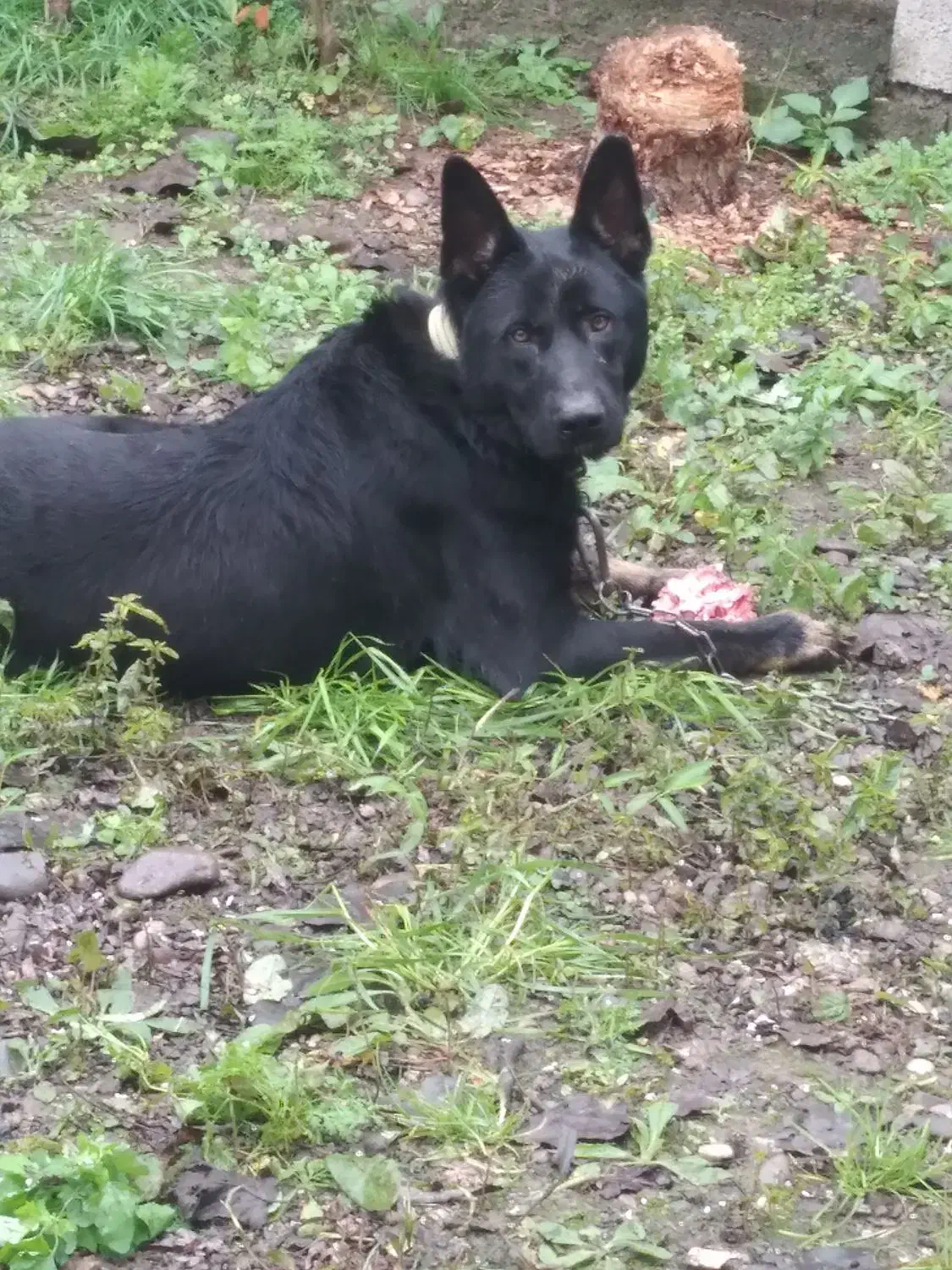 سگ ژرمن|سگ|املش, |دیوار