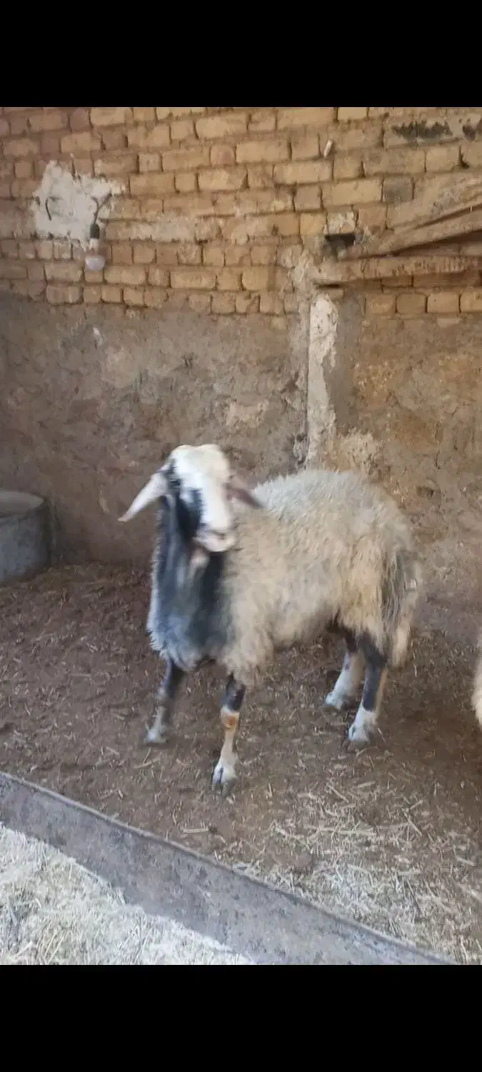 بره قوچی|حیوانات مزرعه|زنده رود, |دیوار