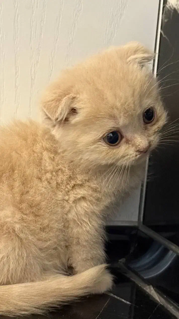 گربه بریتیش و اسکاتیش|گربه|یزد, |دیوار