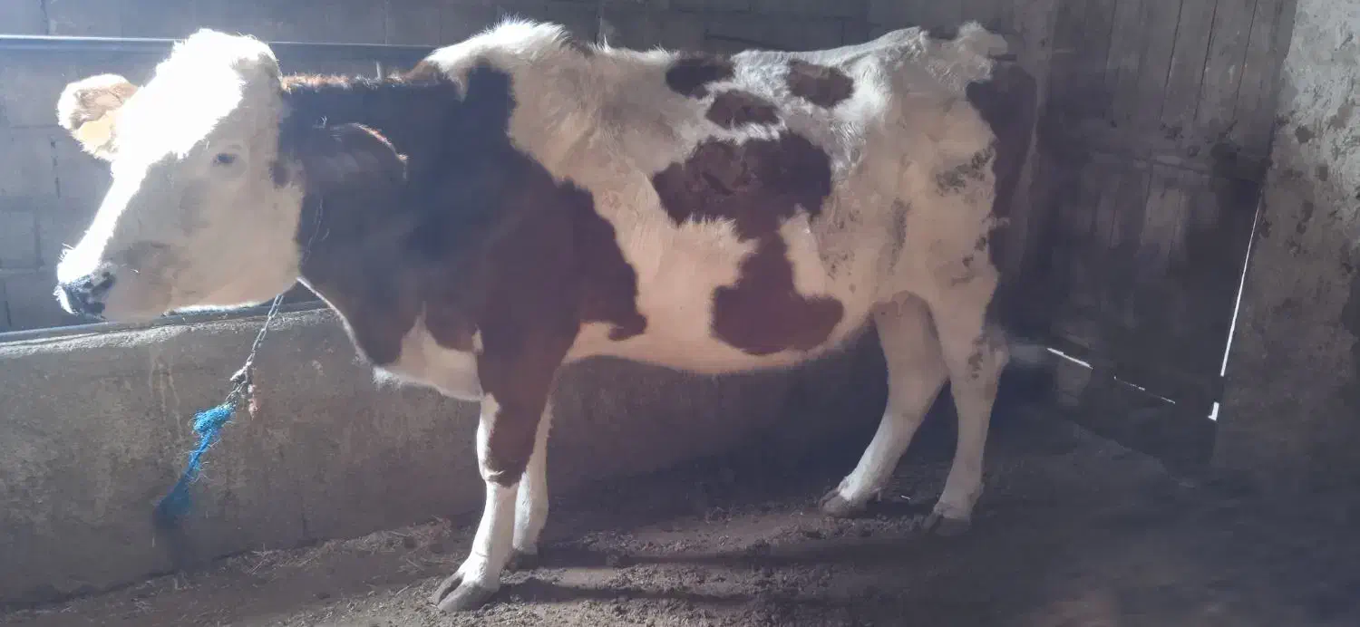 گاو سیمینتال ابستن|حیوانات مزرعه|نقده, |دیوار