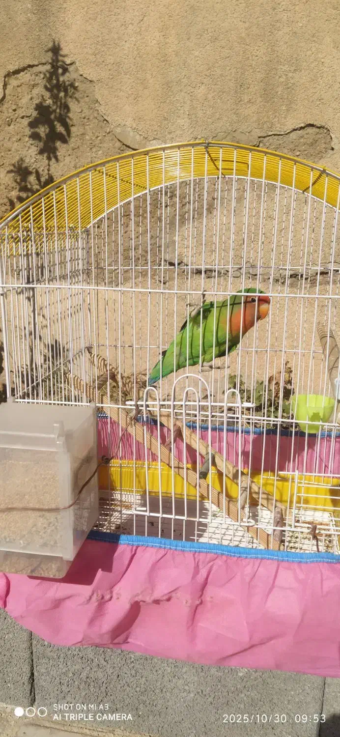 پرنده بازیگوش|پرنده|مرودشت, دولت آباد|دیوار