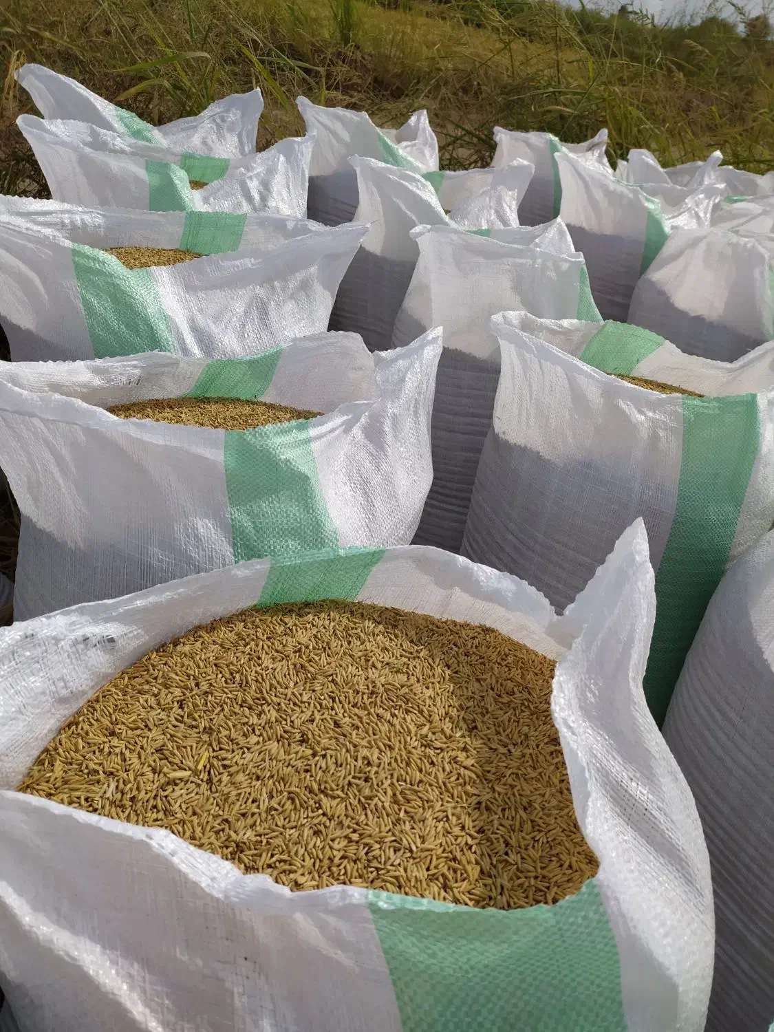 شالی دم‌سیاه درجه یک بذری برای روستای سارجه کر هست|خوردنی و آشامیدنی|گنبد کاووس, |دیوار