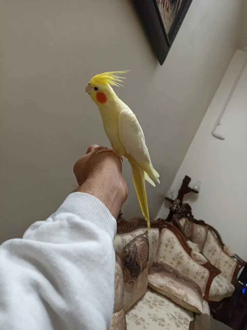 عروس هلندی لوتینو نر جوان|پرنده|تهران, مشیریه|دیوار