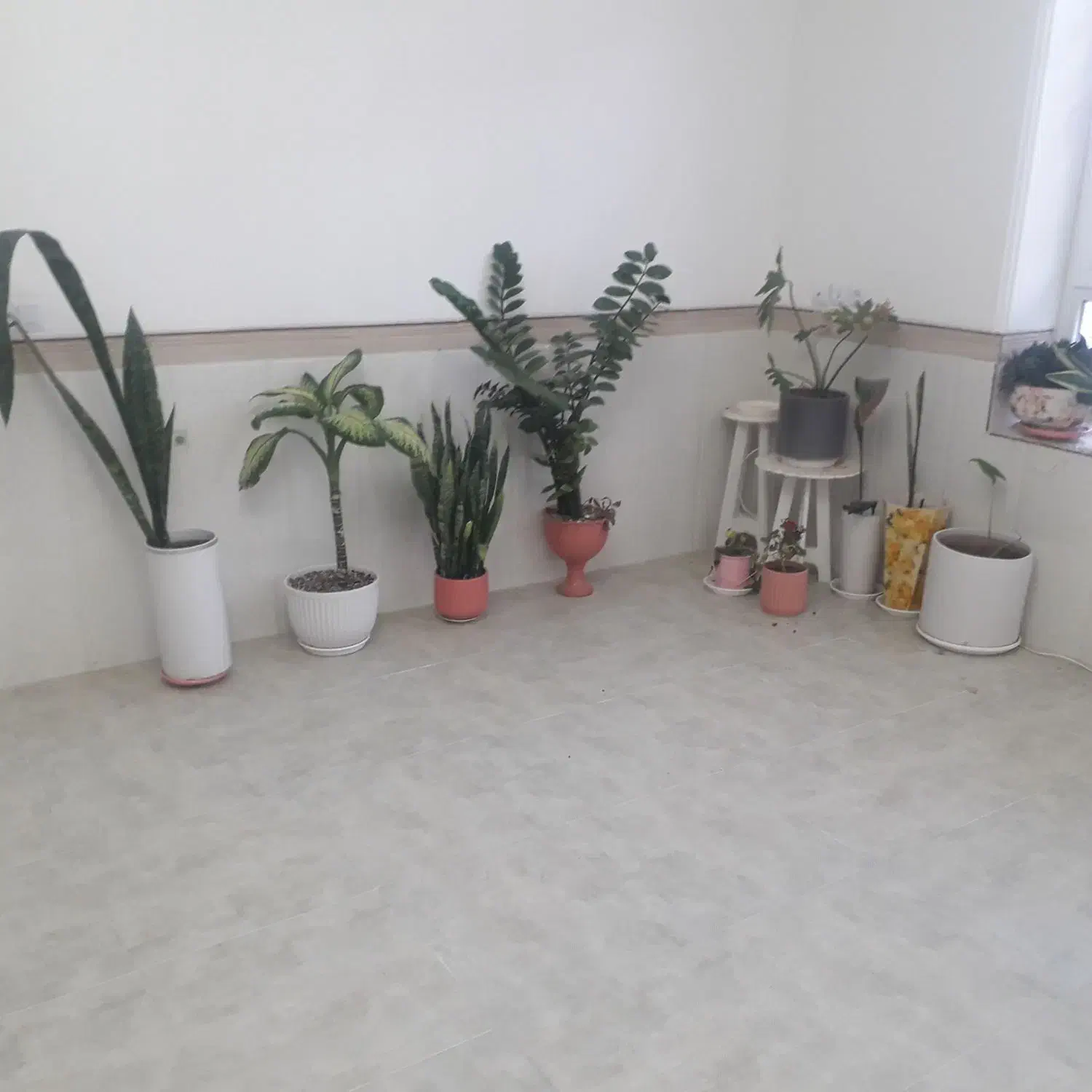 فروش گل|گل و گیاه طبیعی|رابر, |دیوار