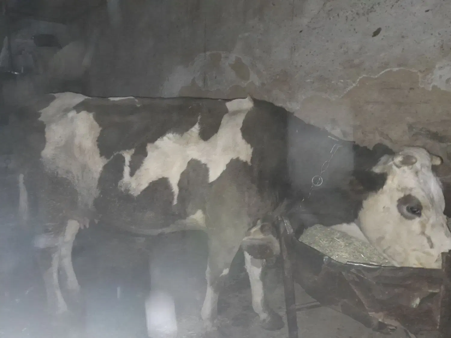 فروش هشت عدد ماده گاو درجه یک|حیوانات مزرعه|حسین آباد, |دیوار