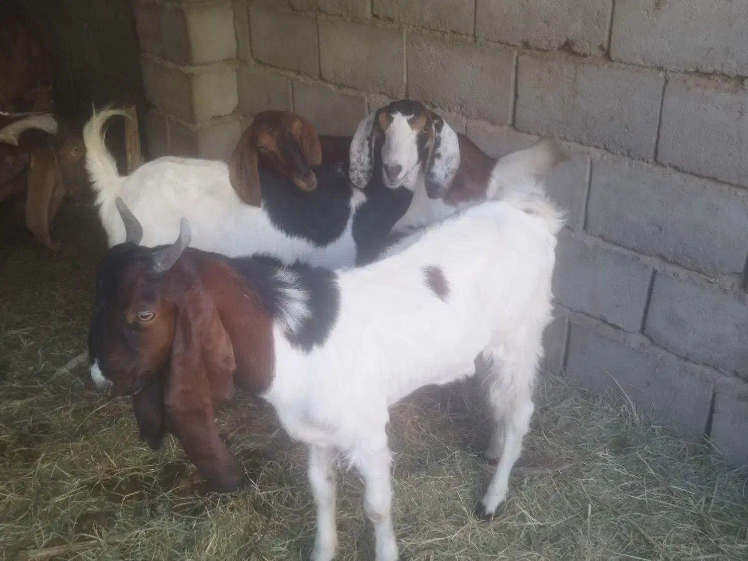 دو عدد گیسیه جمل زا بسیار عال|حیوانات مزرعه|ریگان, |دیوار