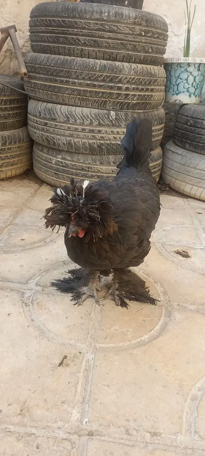 مرغ سلطان|حیوانات مزرعه|کازرون, |دیوار