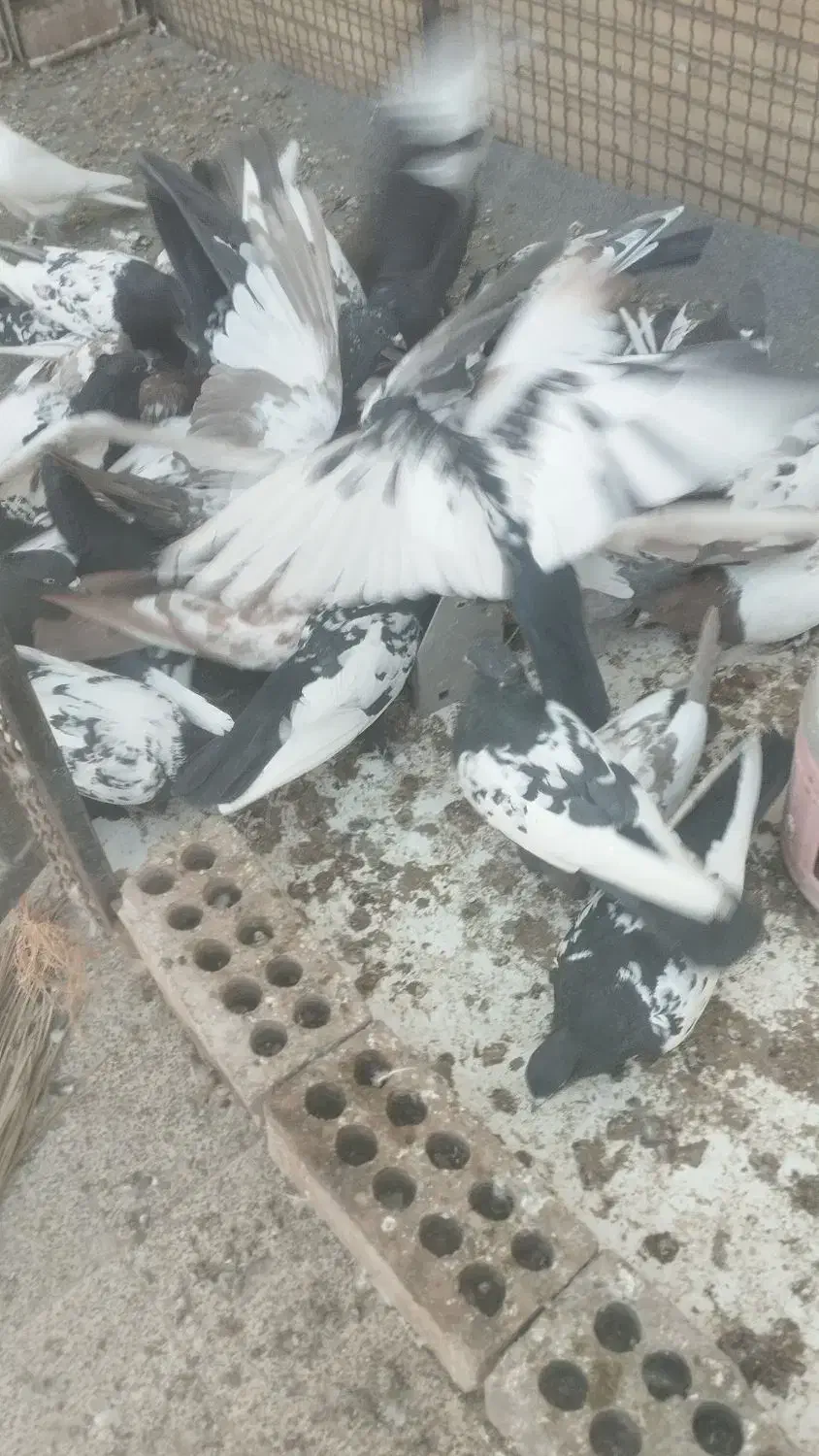 کبوتر سینه|پرنده|کهریزک, |دیوار