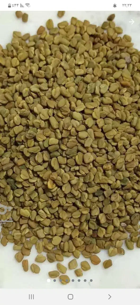 فروش بذر شنبلیله پا بلند|عمده‌فروشی|زواره, |دیوار