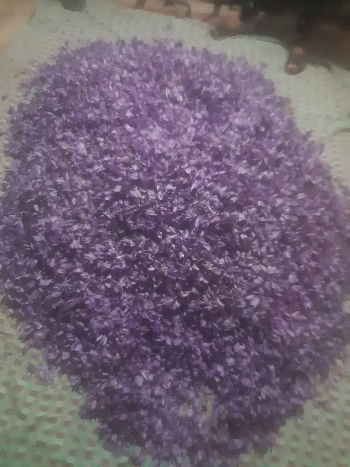 گل زعفران ومثقالی|گل و گیاه طبیعی|سبزوار, رباط|دیوار