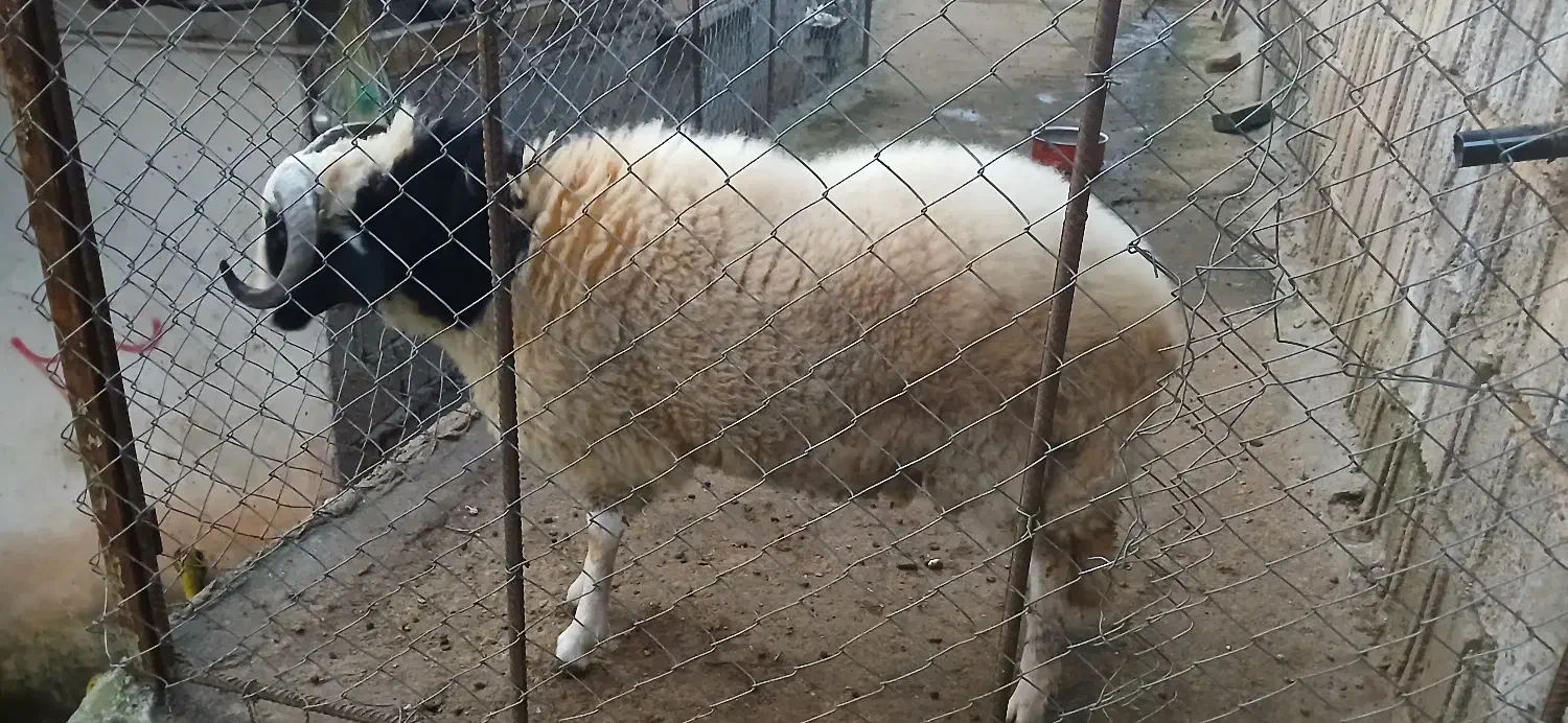 فروش گوسفند نر|حیوانات مزرعه|توتکابن, |دیوار