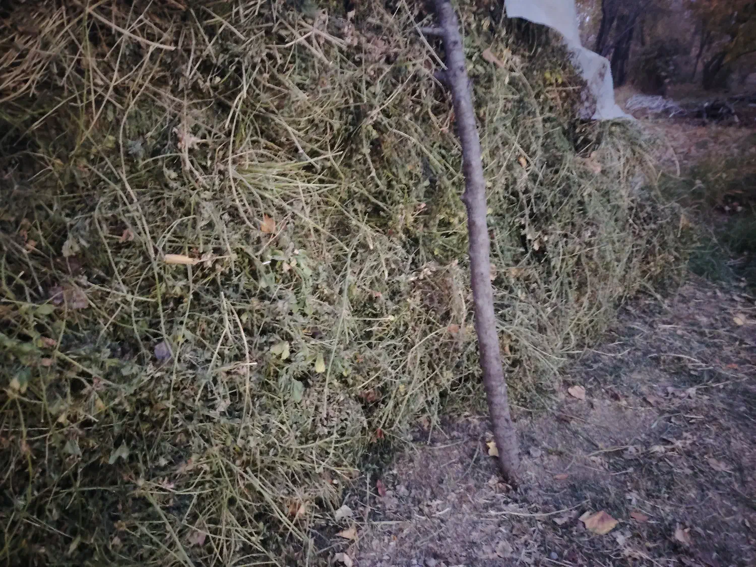 یونجه خالص|لوازم جانبی حیوانات|نوشین شهر, |دیوار