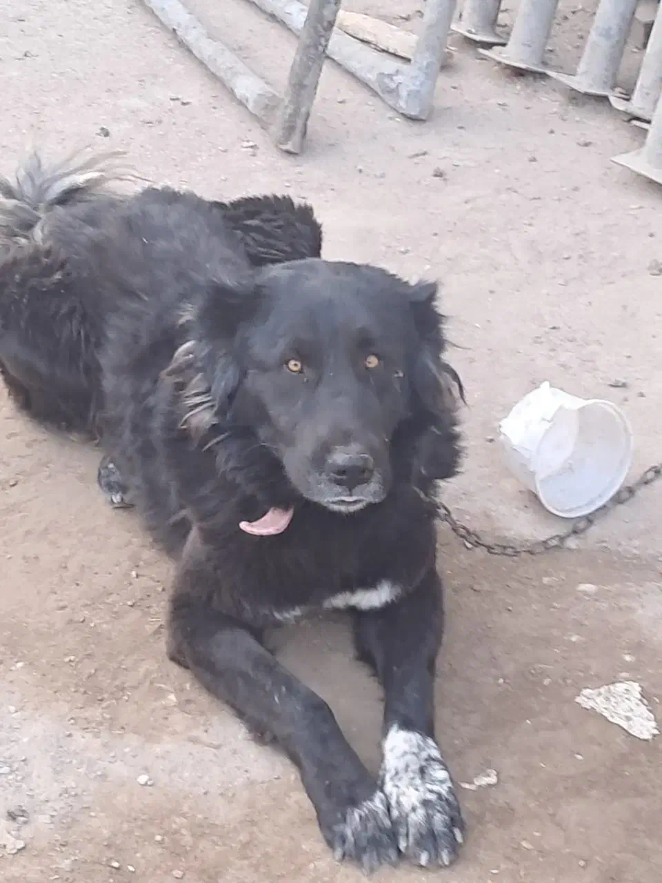 واگذاری سگ قدر جونی|سگ|شوشتر, |دیوار