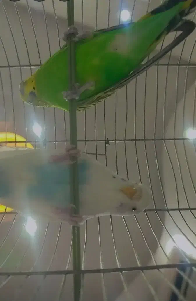 مرغ عشق|پرنده|محمدیه-قزوین, |دیوار