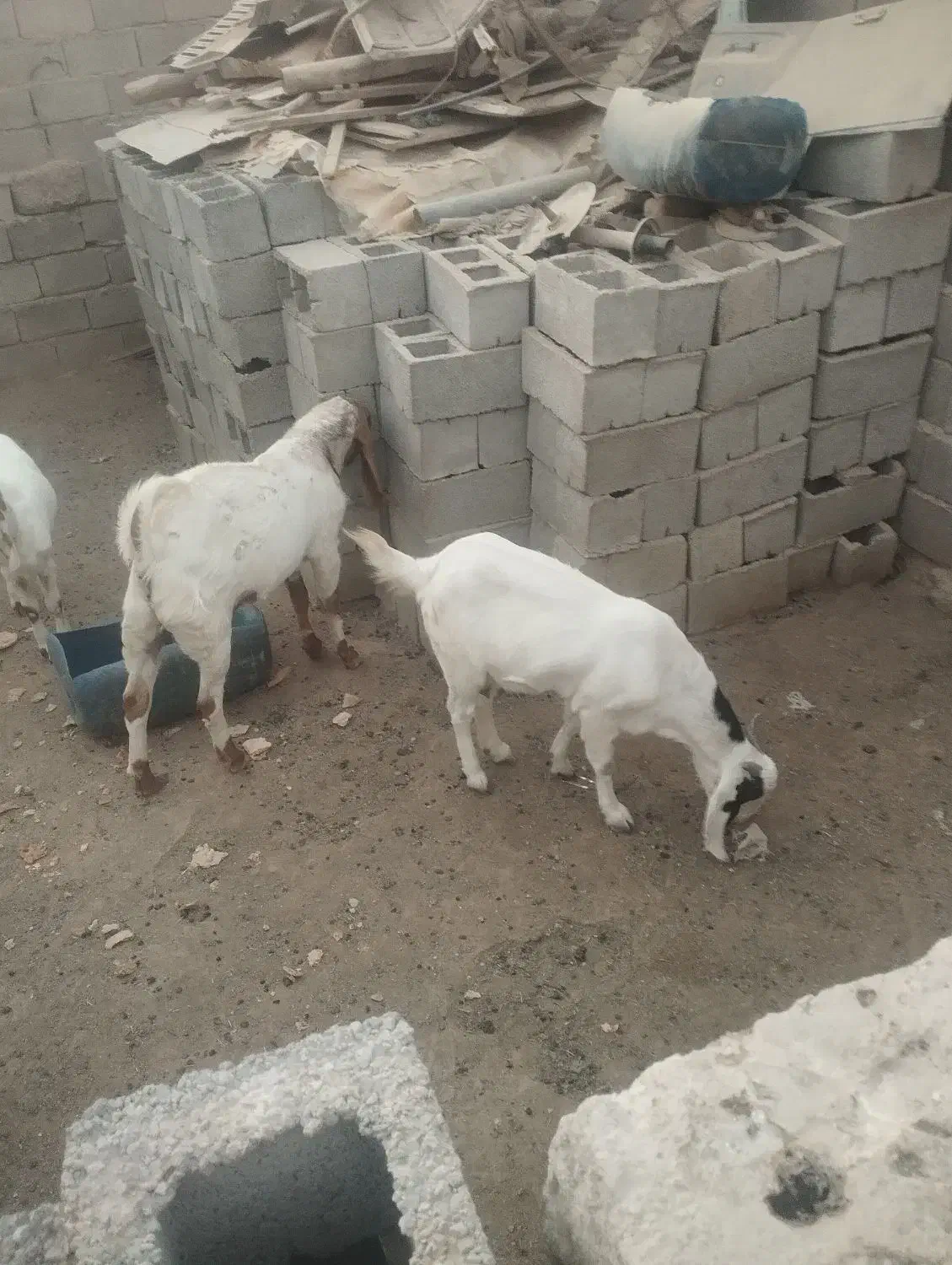 فروش سه عدد بز و پاچن|حیوانات مزرعه|سراوان, |دیوار