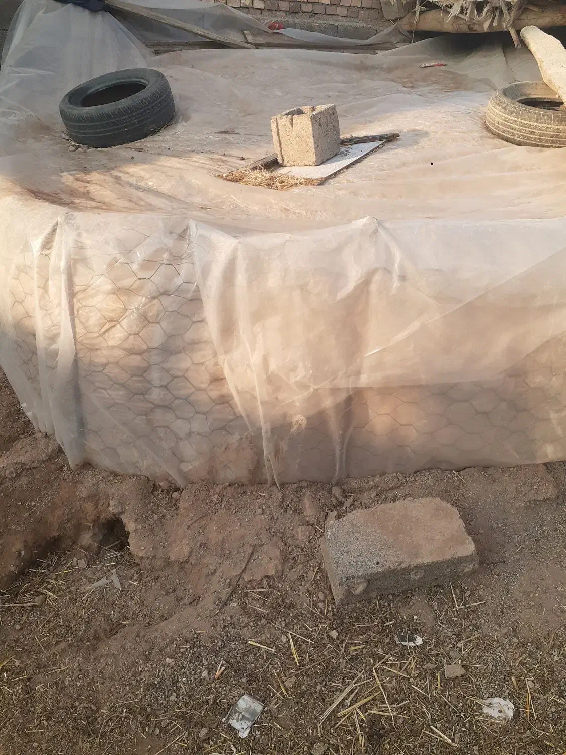 گاه بفروش می رسد|حیوانات مزرعه|شوط, |دیوار