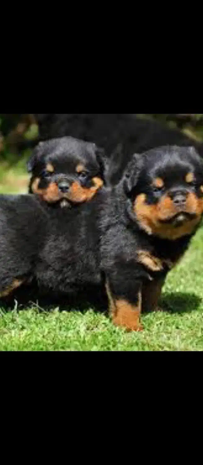 از ما بخرید توله روتیلر|سگ|کرمان, |دیوار