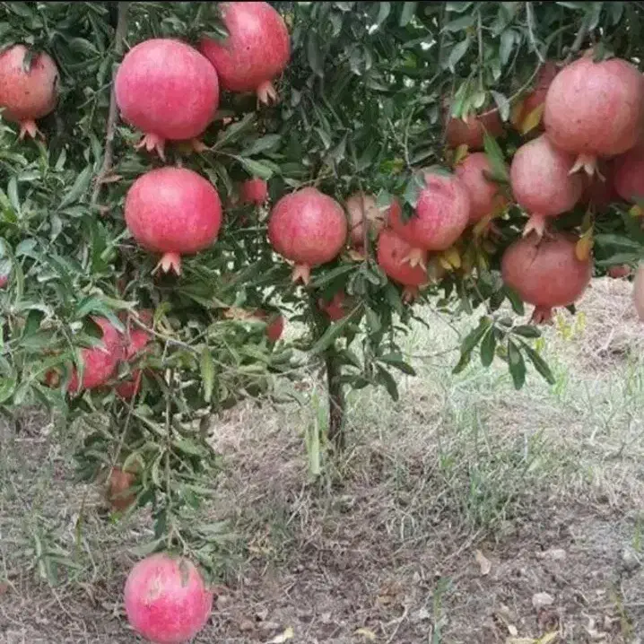 انار|عمده‌فروشی|کوهنانی, |دیوار