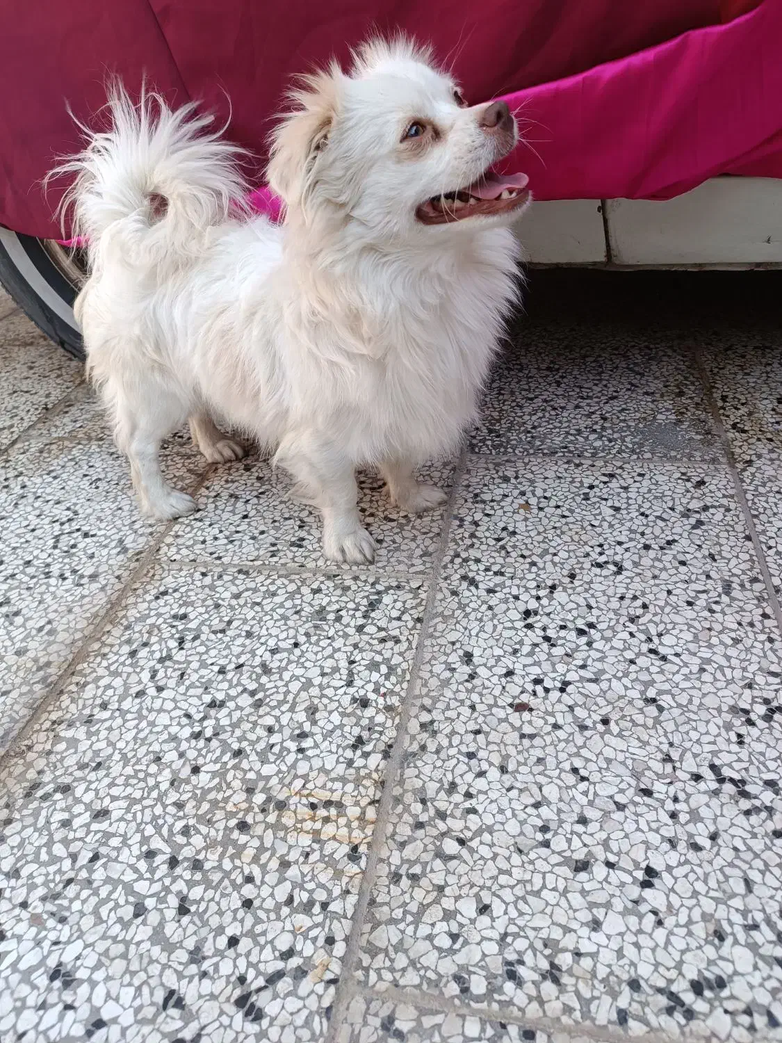 سلام سگ های پامرا|سگ|شاندیز, |دیوار