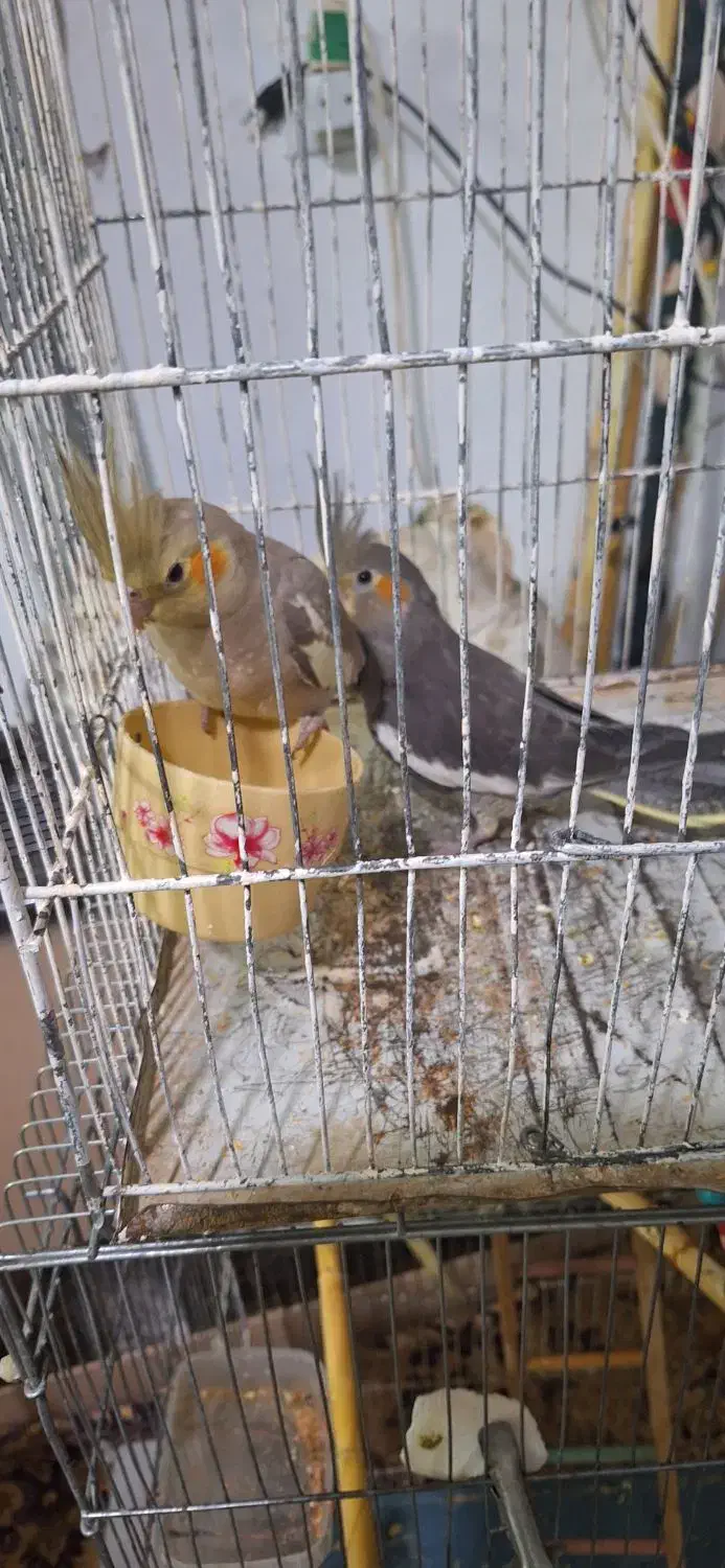 عروس هلندی|پرنده|زنجان, |دیوار