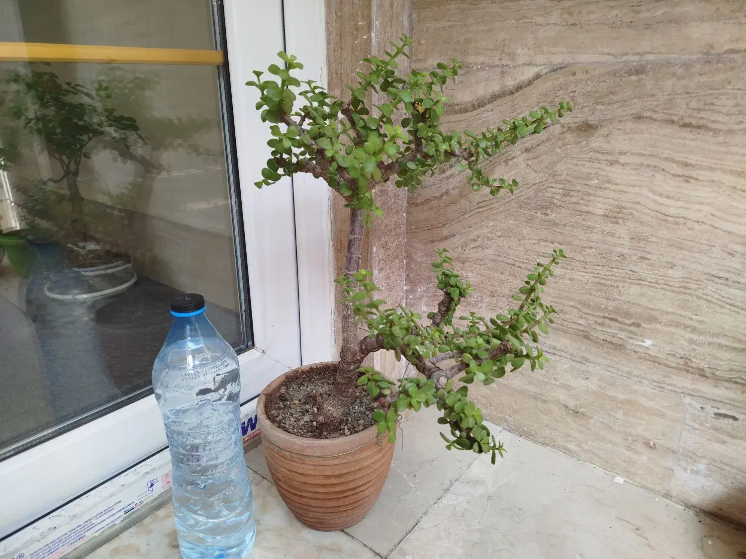 بنسای خرفه جید|گل و گیاه طبیعی|تهران, نیلوفر|دیوار